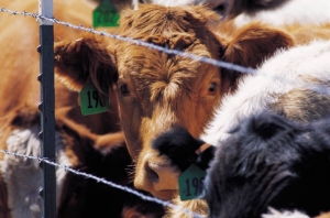 Black Hills Stock Show 2014