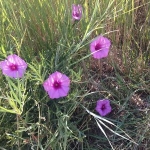 Angostura Reservoir flowers
